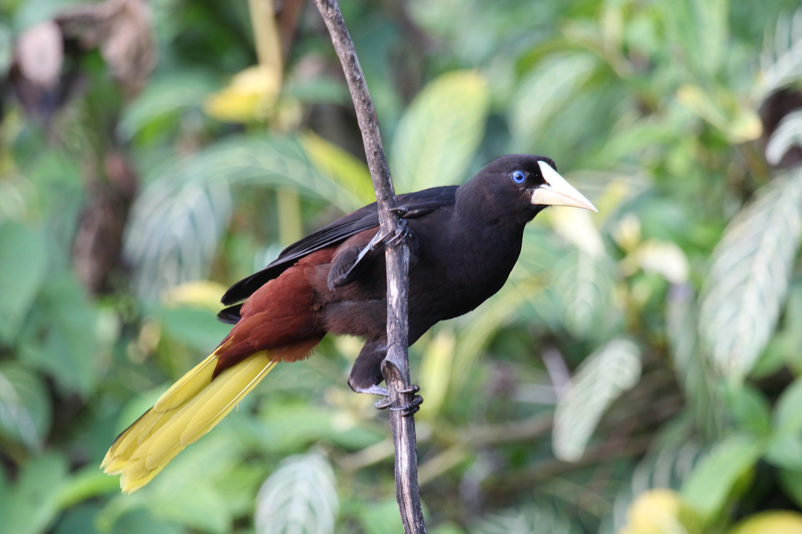image Crested Oropendola
